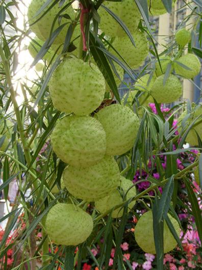 Gomphocarpus fruticosus seeds swan plant  milkweed 